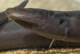 Photo of a three-toed amphiuma showing nose and jaw.
