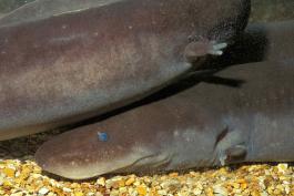 Photo of a three-toed amphiuma showing legs and toes.