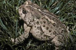 Photo of a Rocky Mountain toad in lawn grass.