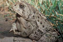 Photo of a Rocky Mountain toad with elbows propped on a concrete ledge.
