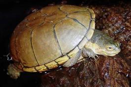 Photo of a yellow mud turtle.