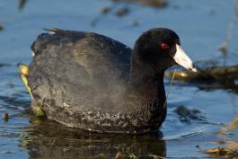Photo of an American coot.