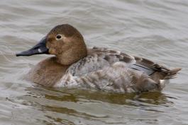 Photo of a female canvasback floating on the water.