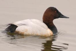 Photo of a male canvasback floating on water.