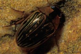 Photo of a collared water scavenger beetle showing back.
