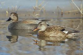 Photo of a gadwall pair floating on water.