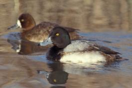 Photo of a pair of greater scaup floating on water.
