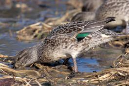 Photo of a female green-winged teal dabbling in mud on a pond bank.