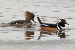 Photo of a hooded merganser pair floating on water, with female's crest raised.
