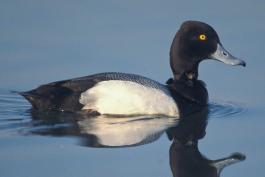 Photo of a male lesser scaup floating on water.