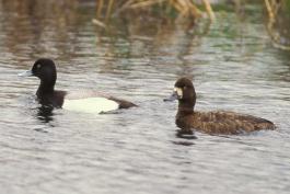 Photo of a lesser scaup pair floating on water.
