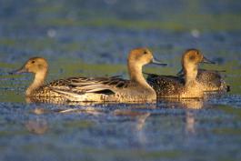 Photo of three female northern pintails floating on water.