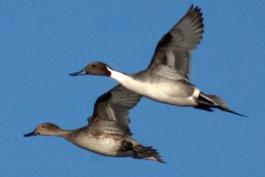 Photo of a pair of northern pintails in flight.