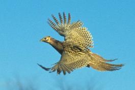 Photo of a female ring-necked pheasant in flight.