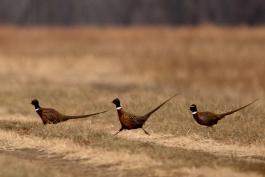Photo of three ring-necked pheasants running at Squaw Creek refuge.