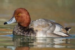 Photo of redhead drake floating on water.