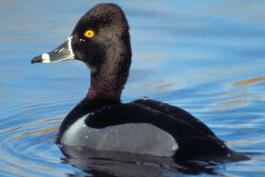 Photo of a male ring-necked duck floating on water.