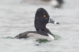 Photo of male ring-necked duck swimming on water as it snows.