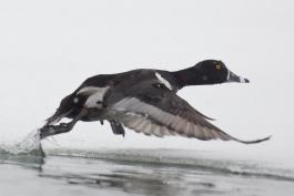 Photo of a male ring-necked duck taking flight from water's surface.