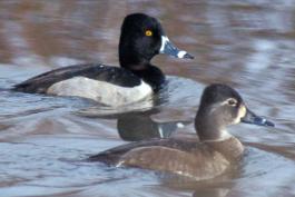 Photo of a pair of ring-necked ducks floating on water.
