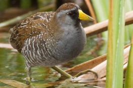 Photo of a sora standing among cattails.