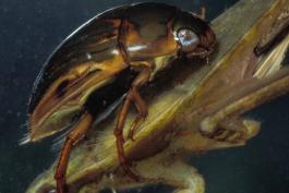 Photo of a collared water scavenger beetle eating a giant water bug.