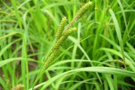 Photo of Short’s sedge, closeup of fruiting clusters.