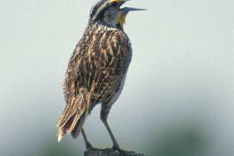 Photo of an eastern meadowlark singing on fence post, showing upperparts.