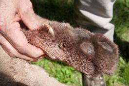 Photo of a dead mountain lion’s forepaw held up by a person’s hand, with thumb c