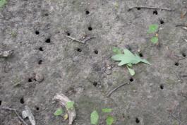 Many periodical cicada emergence holes in bare ground.