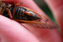 Photo of a female periodical cicada’s ovipositor.