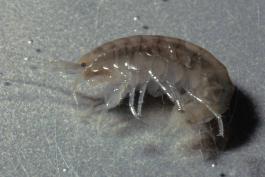 Photo of an amphipod, or scud.
