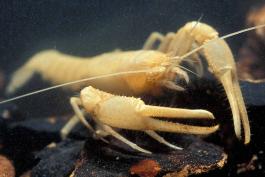 Photo of a bristly cave crayfish, viewed from front.