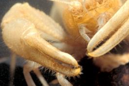 Photo of a bristly cave crayfish, closeup showing bristles on pincers.
