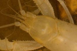 Photo of a bristly cave crayfish, closeup of top of head.