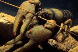 Photo of a golden crayfish showing pincers.
