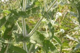 Photo of common boneset plant showing leaves and stems.