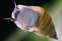 Photo of a prosobranch pond snail crawling on the side of an aquarium.