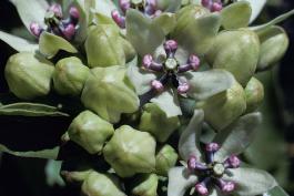 Photo of green-flowered milkweed closeup on flower cluster.