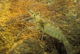 Photo of an Ohio shrimp in an aquarium.