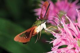 Hummingbird clearwing taking nectar from a flower