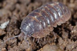 Photo of a pillbug walking on soil.