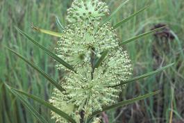 Photo of prairie milkweed plant in flower.