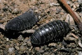 Photo of a sowbug (left) and pillbug (right).