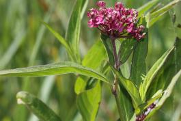 Photo of swamp milkweed, top of plant with flower cluster.