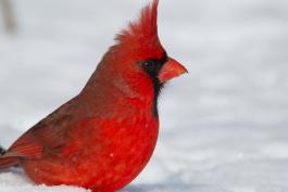 Northern cardinal wading in the snow. 