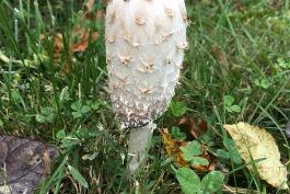 Shaggy Mane mushroom growing in a lawn