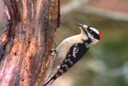 Low res thumbnail image of a hairy woodpecker