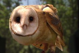 An owl with a round white face and large dark eyes stares at the camera