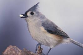a small blue bird with a white breast and a blue crest holds a white seed in its beak.